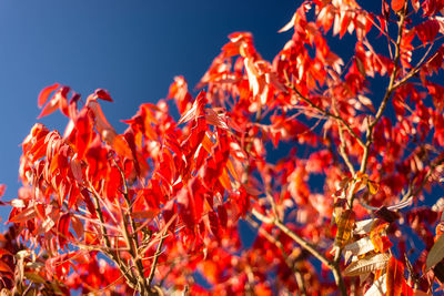 Low angle view of autumn leaves against sky