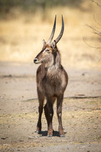 Male common waterbuck stands chewing grass stalk