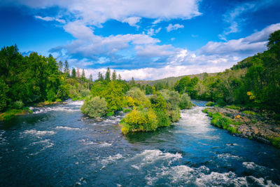 Scenic view of river amidst trees against sky