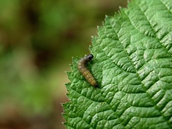 Close-up of insect on leaf