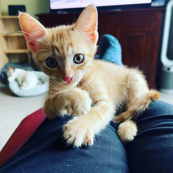 cat