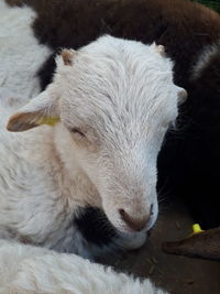 High angle view of sheep