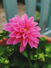 Close-up of pink flower