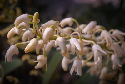 Close-up of white flowering plants