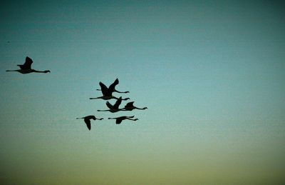 View of birds flying in blue sky