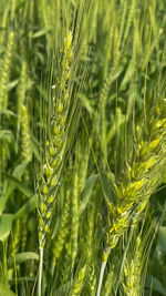 Close-up of wheat growing on field