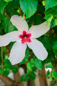 Close-up of flowering plant