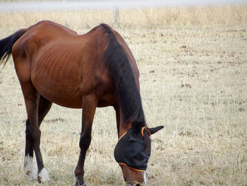 Thin sport horse grazing in a field