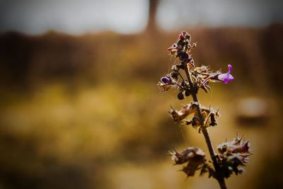 Close-up of insect on flower against blurred background