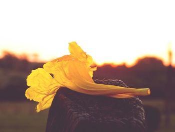 Close-up of yellow rose blooming against sky