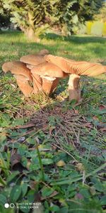 Close-up of mushroom on field