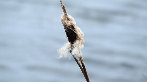 Close-up of wilted plant in lake