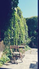 Trees growing in a park