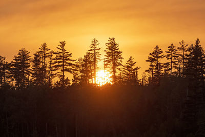 The sun setting behind silhouetted pine trees on knife lake in the boundary waters canoe area