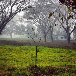 Bare trees on grassy field