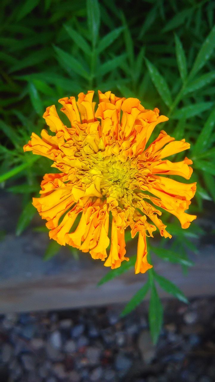 flower, petal, freshness, flower head, fragility, yellow, growth, beauty in nature, close-up, single flower, nature, blooming, plant, pollen, focus on foreground, in bloom, blossom, leaf, botany, outdoors