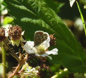 Close-up of flowers