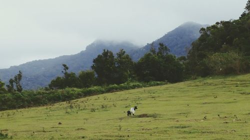 Scenic view of field and mountains against sky