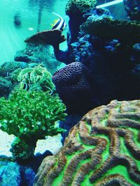 Close-up of coral swimming in sea