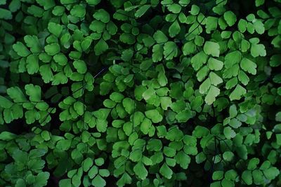 Full frame shot of green leaves