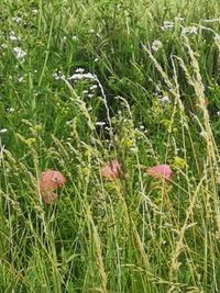 Close-up of flowering plants on land