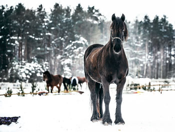 Horses on snow covered field