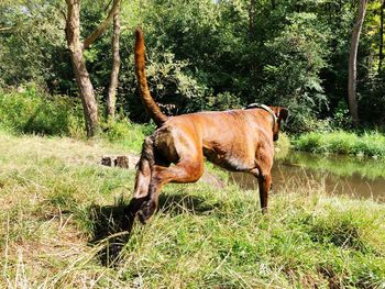 Horse in a field