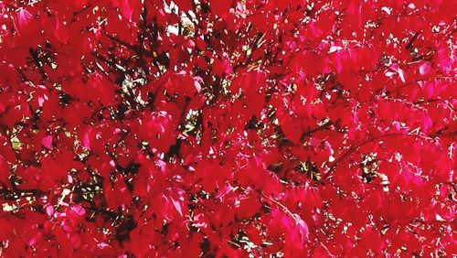 Full frame shot of red flowers