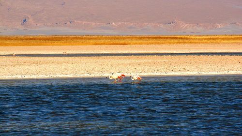 Scenic view of ducks in water