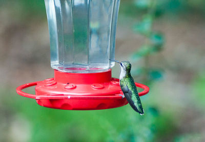 Hummingbird on bird feeder over field