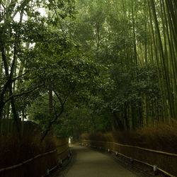 Road amidst trees in forest