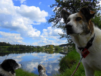 View of dog on lake against sky