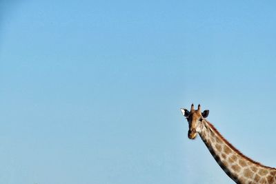 Low angle view of giraffe against clear blue sky