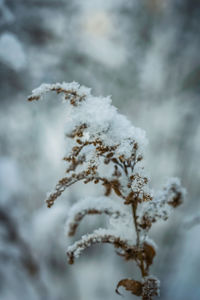 Close-up of frozen plant