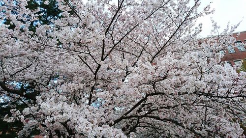 White flowers blooming on tree