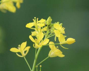 Close-up of yellow flower