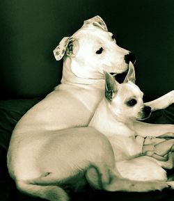 Close-up of white dog