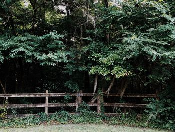 Plants growing on tree trunk