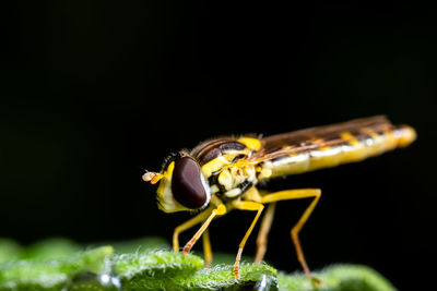 Close-up of insect over black background