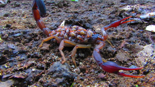 High angle view of crab