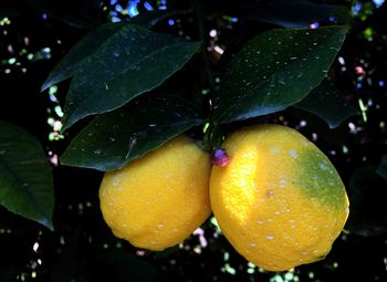 Close-up of lemons growing outdoors