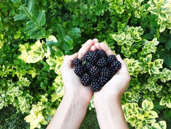 Cropped hands of woman holding blackberries over plants