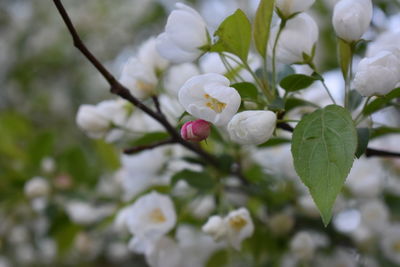 Close-up of white flowering plant