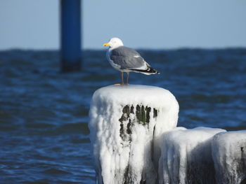 Seagull perching on wooden post