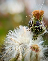 Close-up of caterpillar on plant