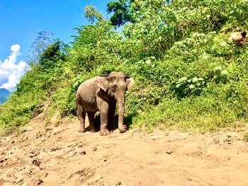 Elephant walking in a field