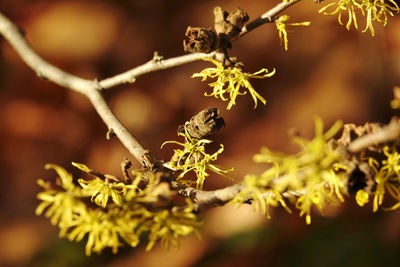 Close-up of witch-hazel in autumn