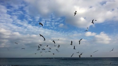 Low angle view of seagulls flying over sea against sky