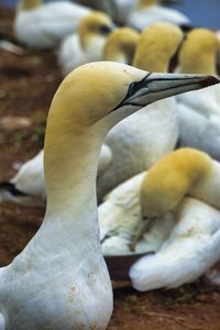 Close-up of a bird