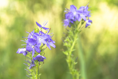 Close-up of purple flowering plants